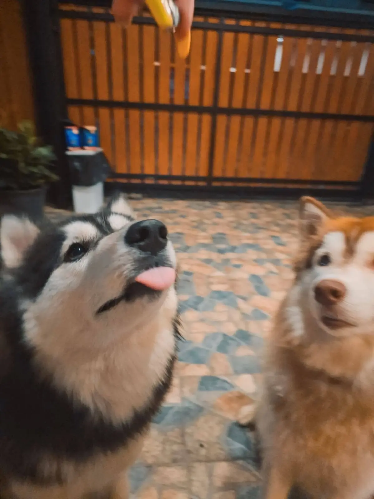 เจ้าของเก่า "มอลลี่" หัวใจสลาย เศร้าข่าวร้าย สุดห่วงคู่หูตรอมใจ