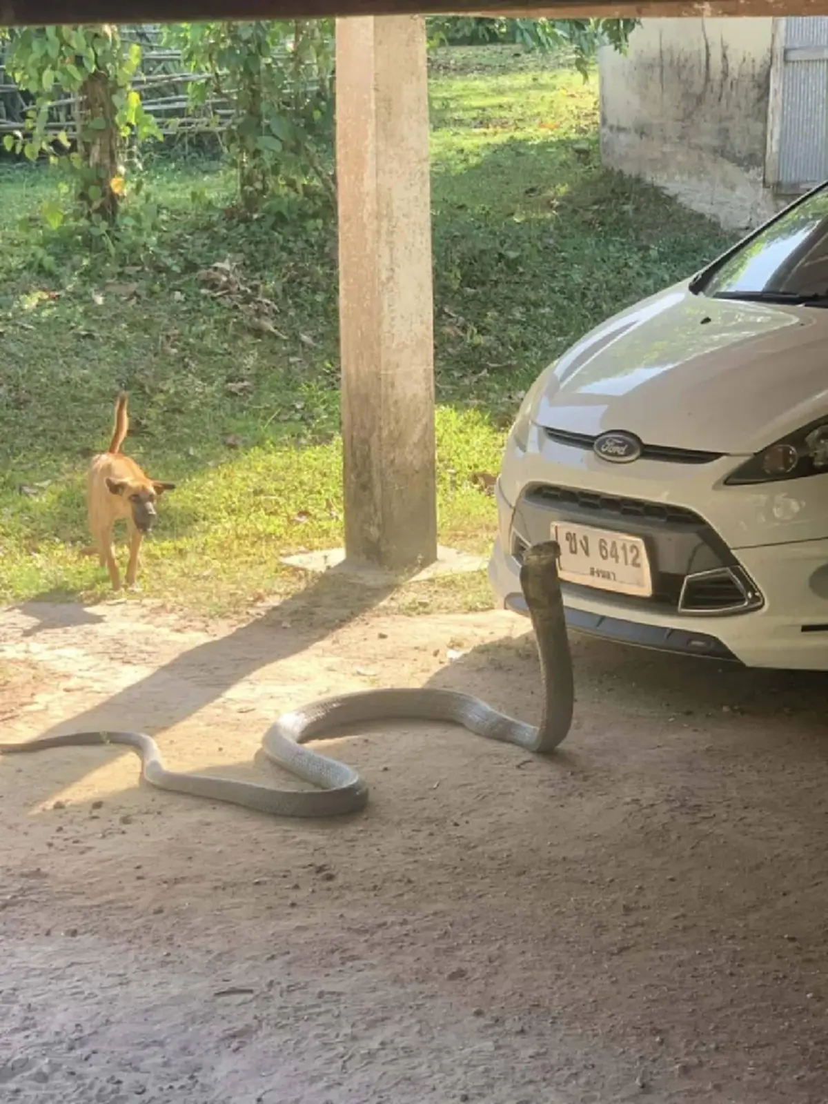 ผงะ งูจงอางยักษ์บุกบ้าน ยาวเกือบ 4 เมตร เลื้อยชูคอขู่หน้ารถ