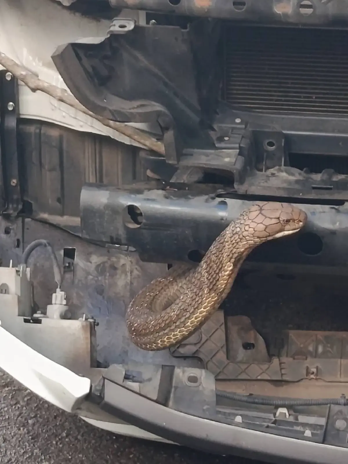 ส่องทะเบียนรถ งูจงอาง ชูคอแผ่แม่เบี้ยหราหน้ารถ 4 ชม. กว่าจะจับได้