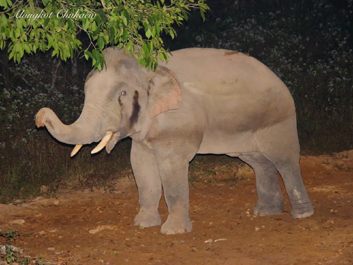 (ภาพประกอบ : เป็นช้างพลายตกมันในป่า) 