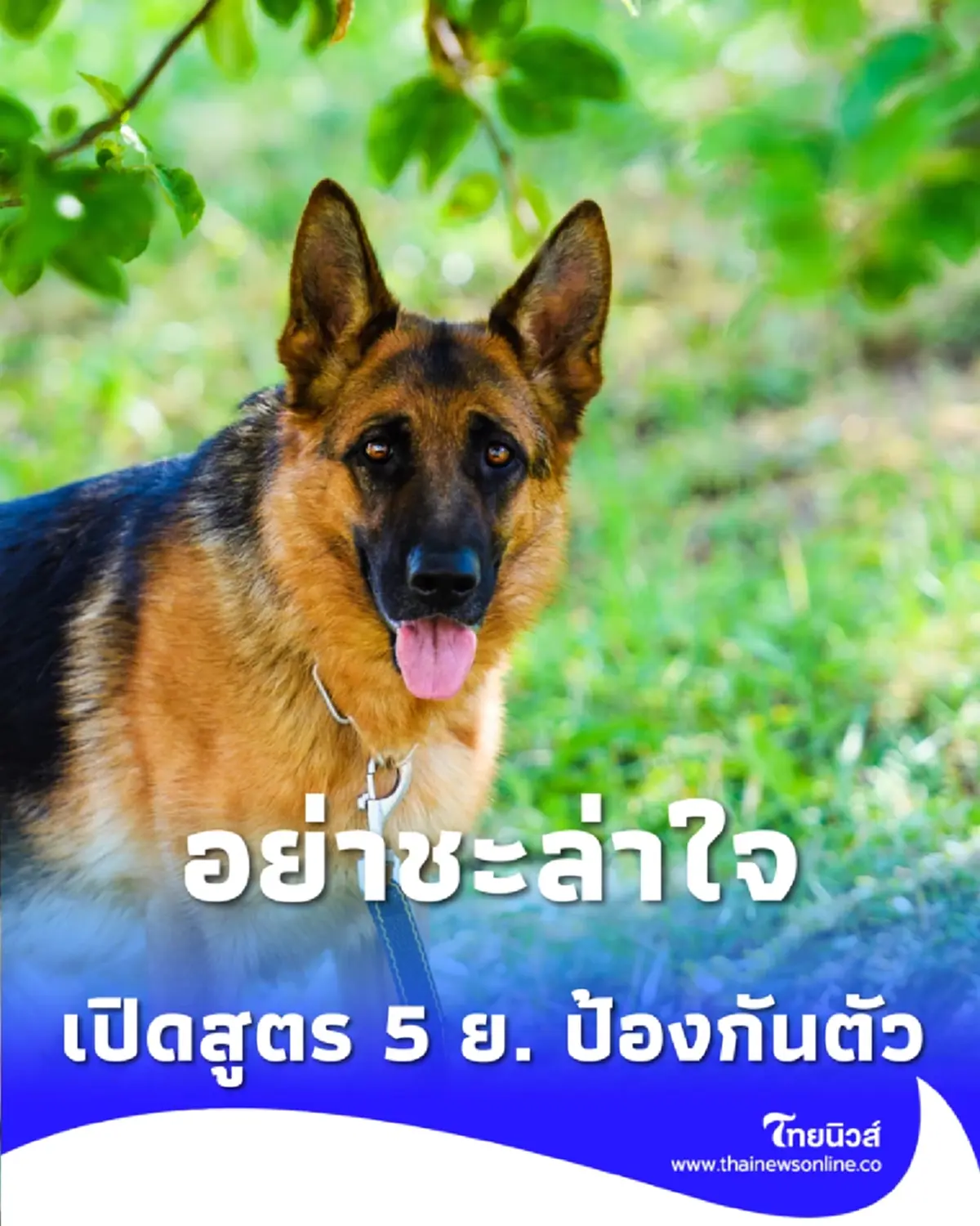 กรมควบคุมโรค เตือน โรคพิษสุนัขบ้า อย่าชะล่าใจ เปิดสูตร 5 ย. ป้องกันตัว