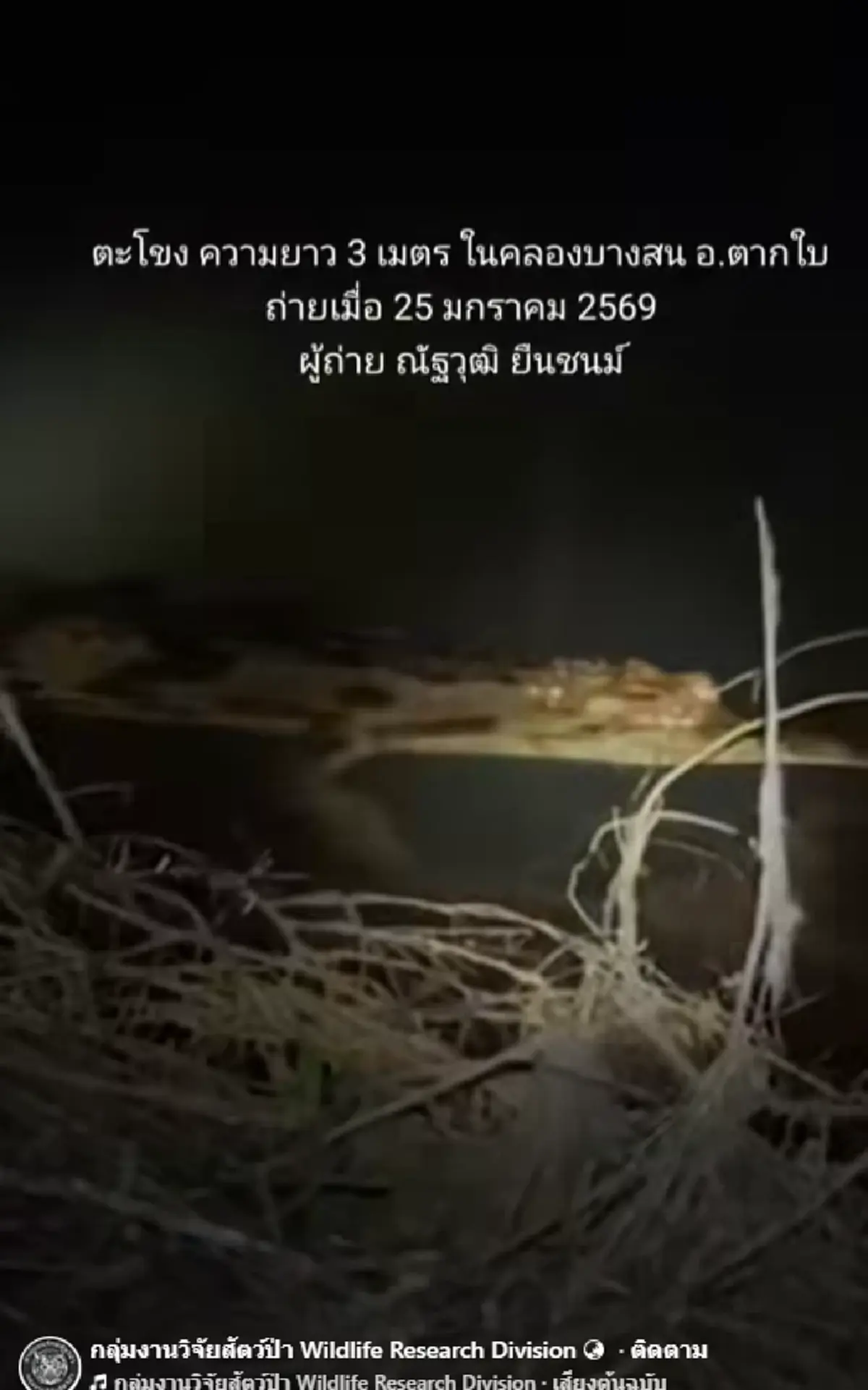 ฮือฮา มันยังไม่สูญพันธุ์ พบ ตะโขง ธรรมชาติครั้งแรกในไทย ภาพชัด