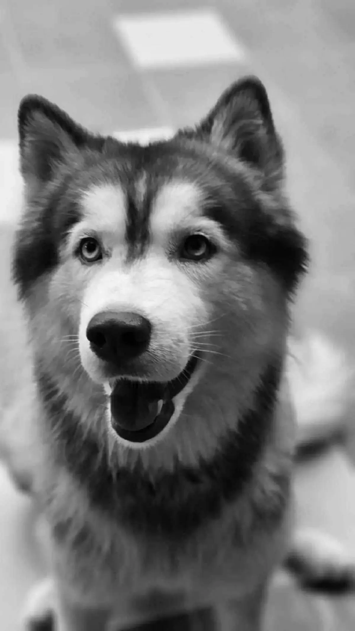 ในหลวงทรงรับทราบข่าว น้องมอลลี่ ทรงเสียพระราชหฤทัยยิ่ง