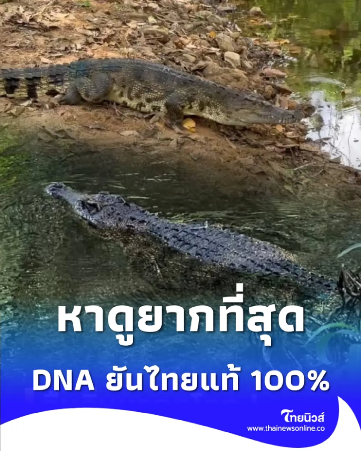ของแท้ที่หาดูยากที่สุด ปล่อย 2 จระเข้ไทยแท้ คืนถิ่นมรดกโลกแก่งกระจาน