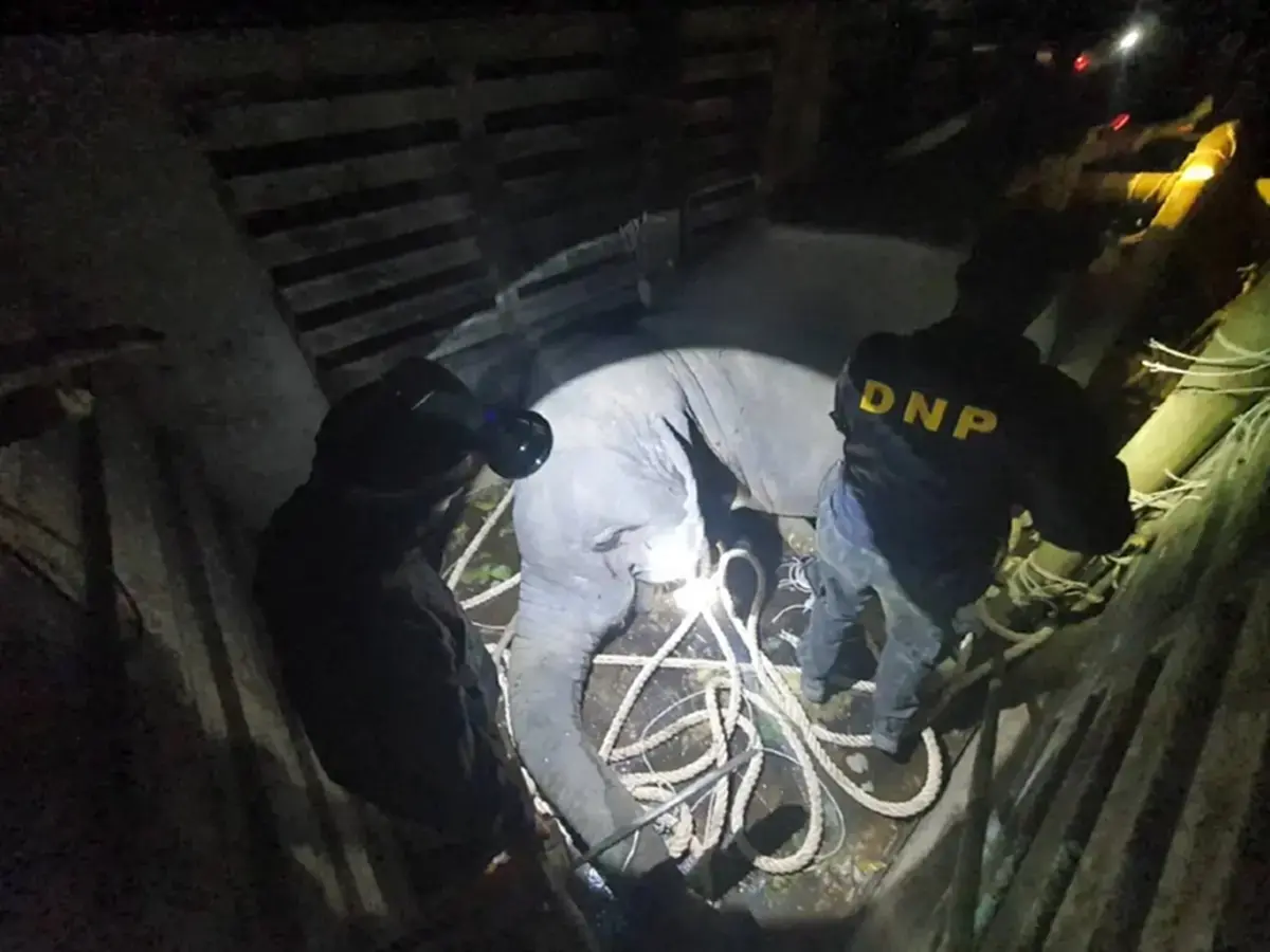 "หนูนา" เดือด คาใจ 4 จุดพิรุธ ภารกิจย้ายช้าง ทำไม "หูพับ" ไม่รอด