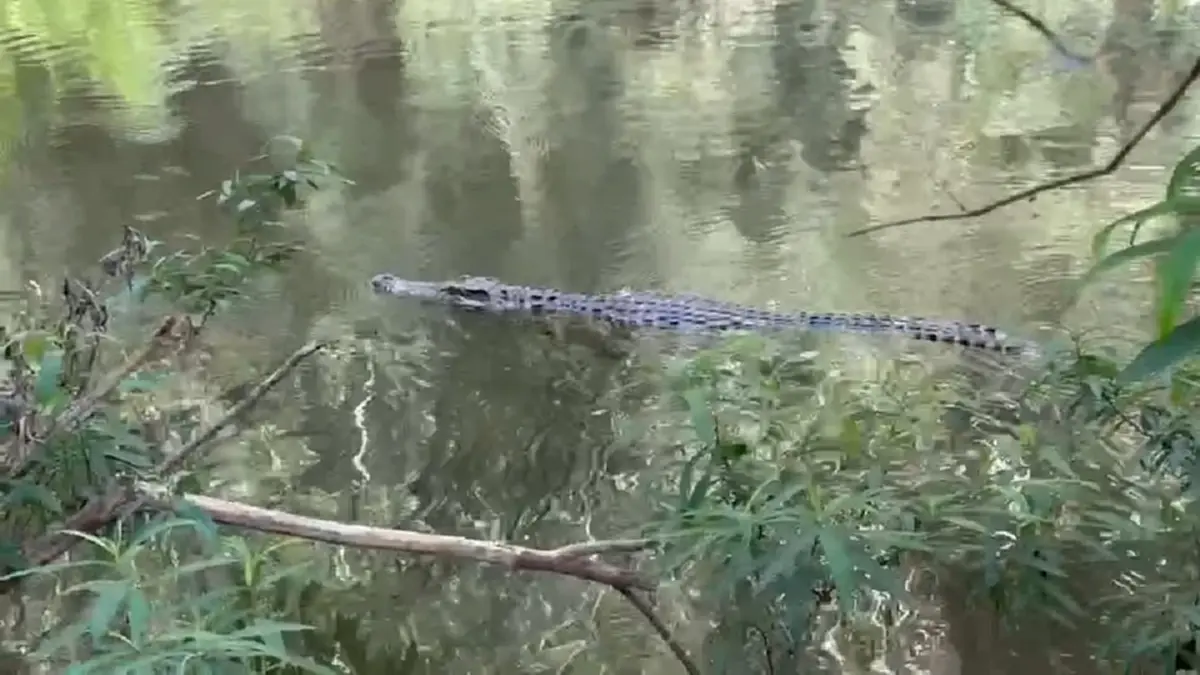 ของแท้ที่หาดูยากที่สุด ปล่อย 2 จระเข้ไทยแท้ คืนถิ่นมรดกโลกแก่งกระจาน