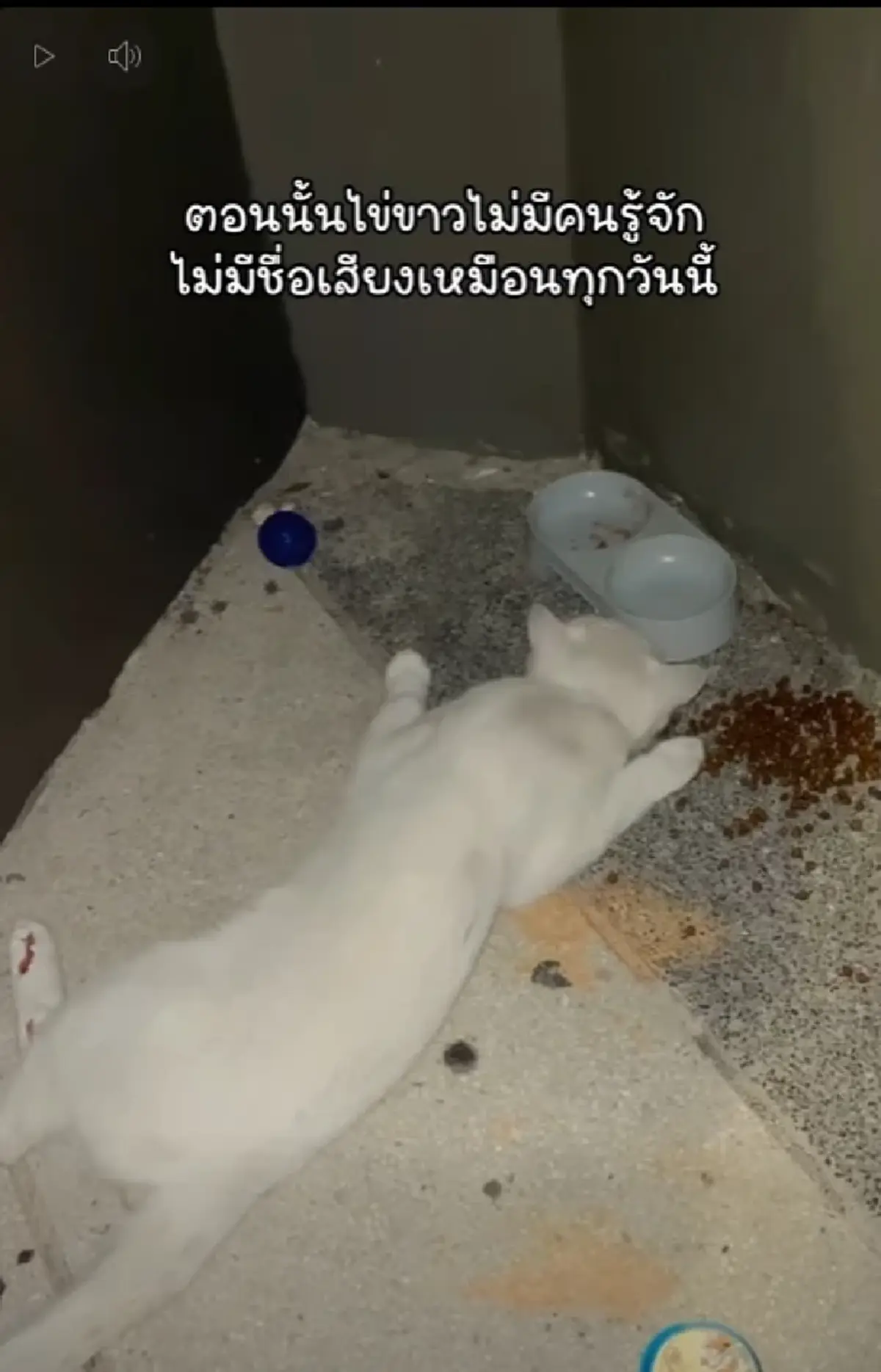 ย้อนเส้นทาง ไข่ขาวลูกแมร๊ แมวจรเปลี่ยนชีวิต ก่อนจากไปอย่างสงบ