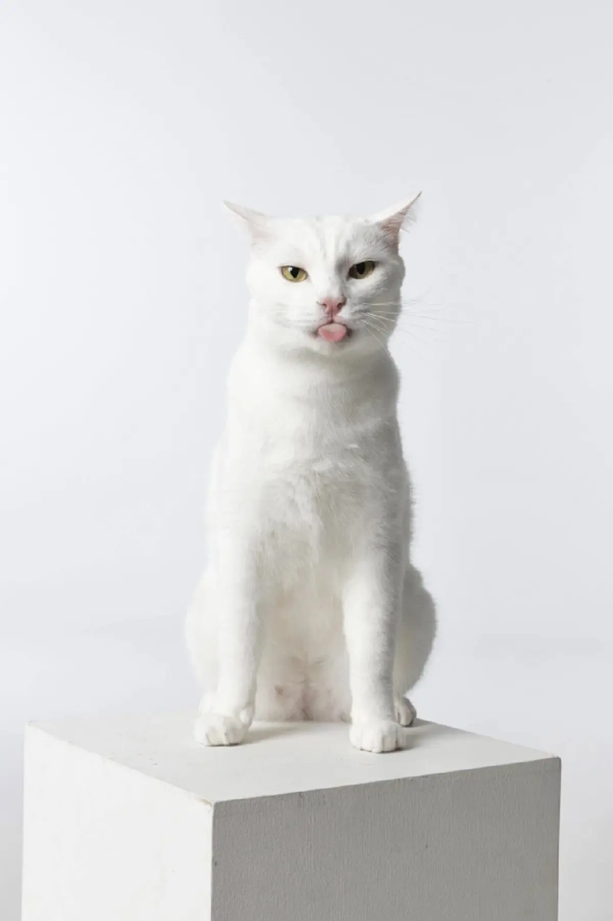 เปิดภาพสุดท้าย ส่ง ไข่ขาวลูกแมร๊ กลับดาวแมว หลับให้สบายนะลูก