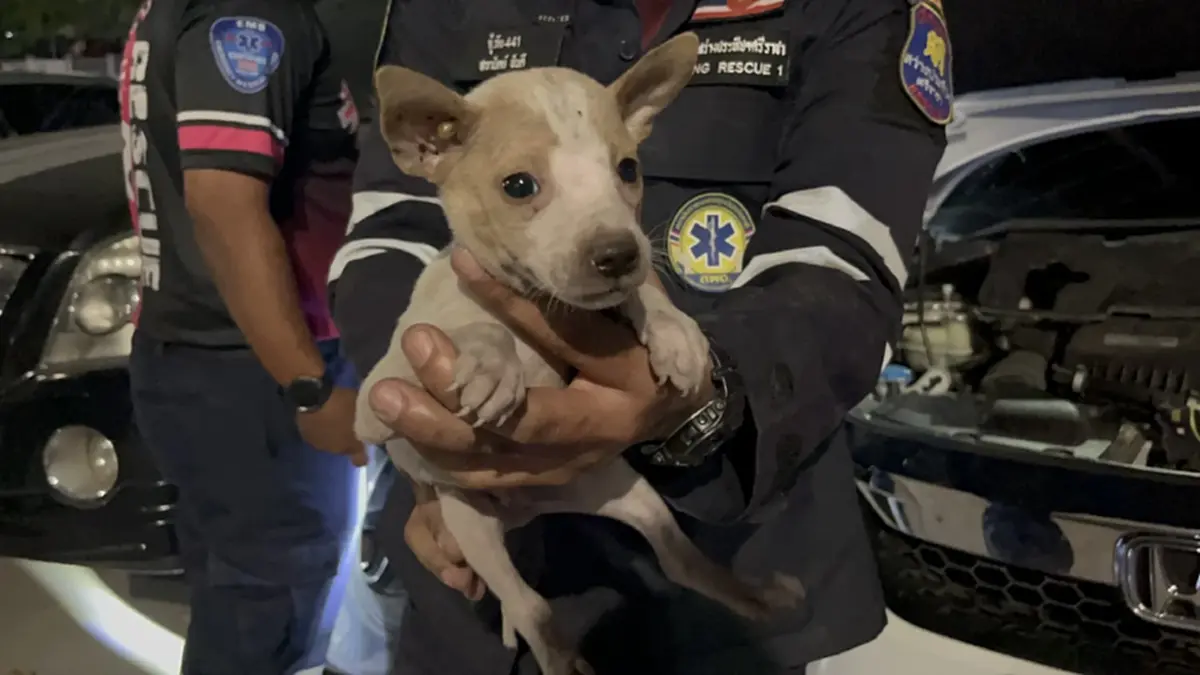 กู้ภัยศรีราชาช่วยลูกหมาติดห้องเครื่องรถกลางลานจอดสวนสุขภาพ