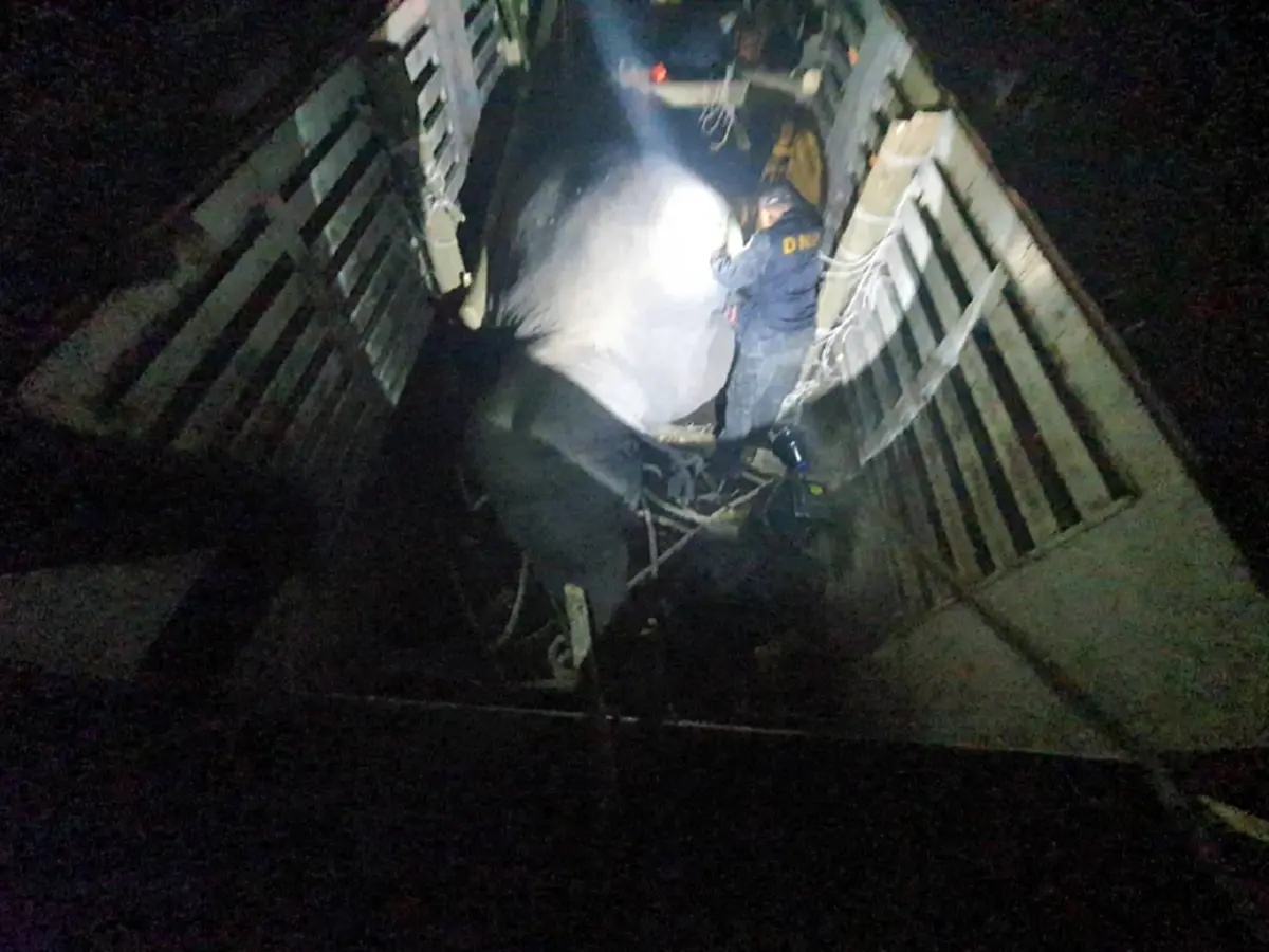 กรมอุทยานฯ แจงแล้วสาเหตุ สีดอหูพับ ล้มกะทันหันขณะเคลื่อนย้าย