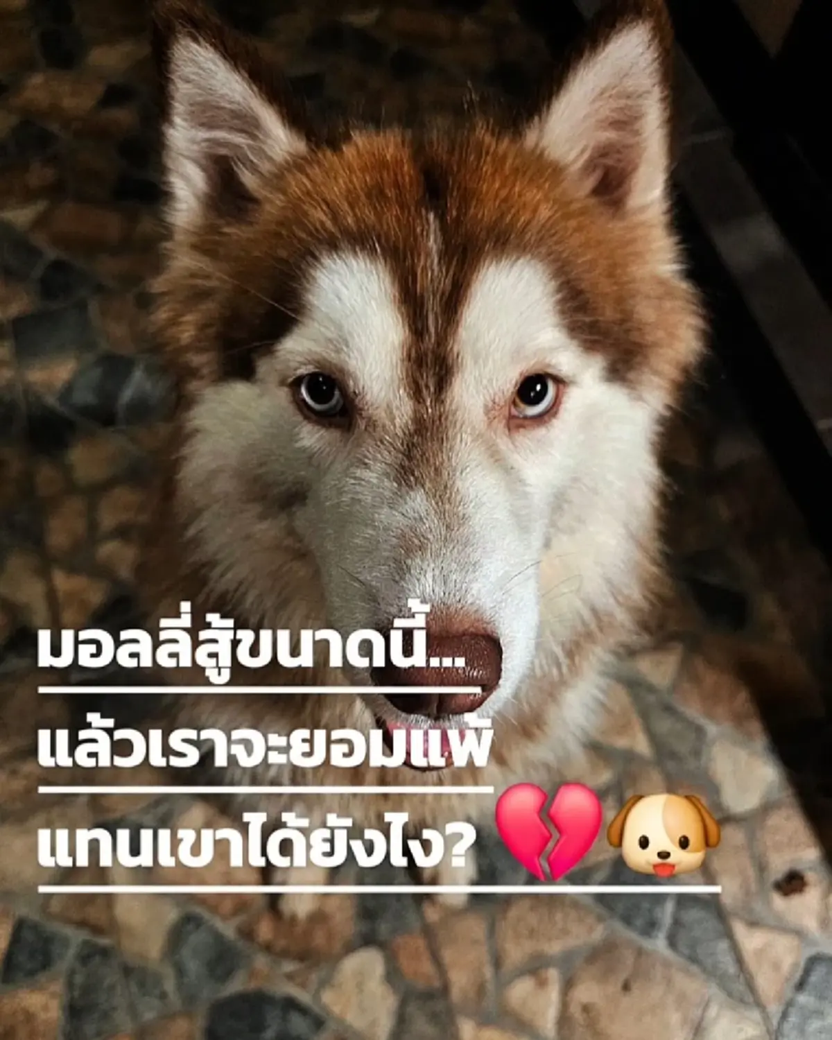 เจ้าของ ฟาดกลับเพจปั่นดราม่า "มอลลี่" อาการล่าสุดน้องสู้มาก