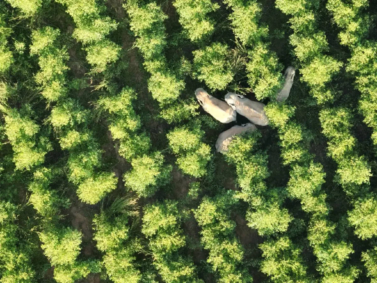 ทับลานเร่งแก้ปัญหาช้างป่าบุก พร้อมปิดท่องเที่ยวฟื้นฟูป่า