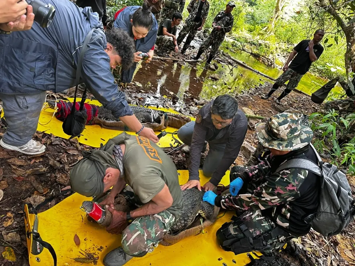 ปล่อย จระเข้น้ำจืดไทยแท้ คืนแก่งกระจาน DNA ชี้บริสุทธิ์ 100%