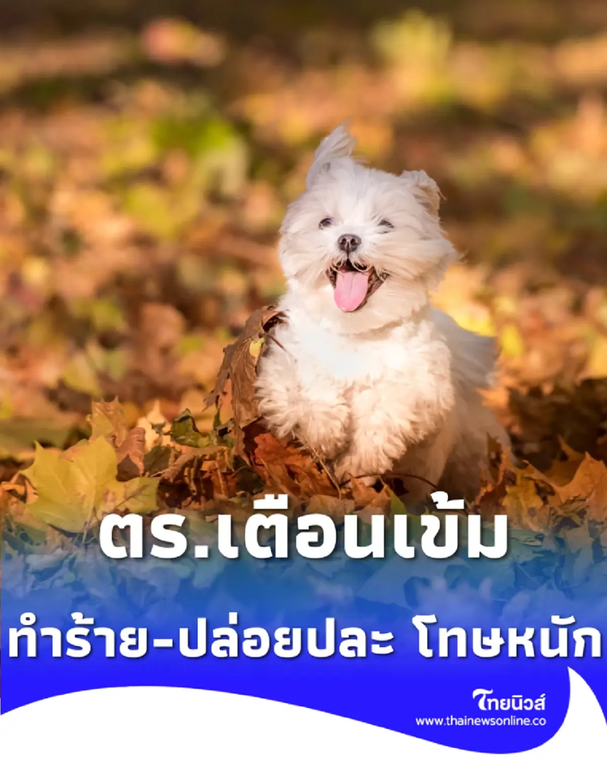 เช็ก กฎหมายใหม่คุมสัตว์เลี้ยง ทำร้ายสัตว์-ปล่อยปละ โทษหนัก