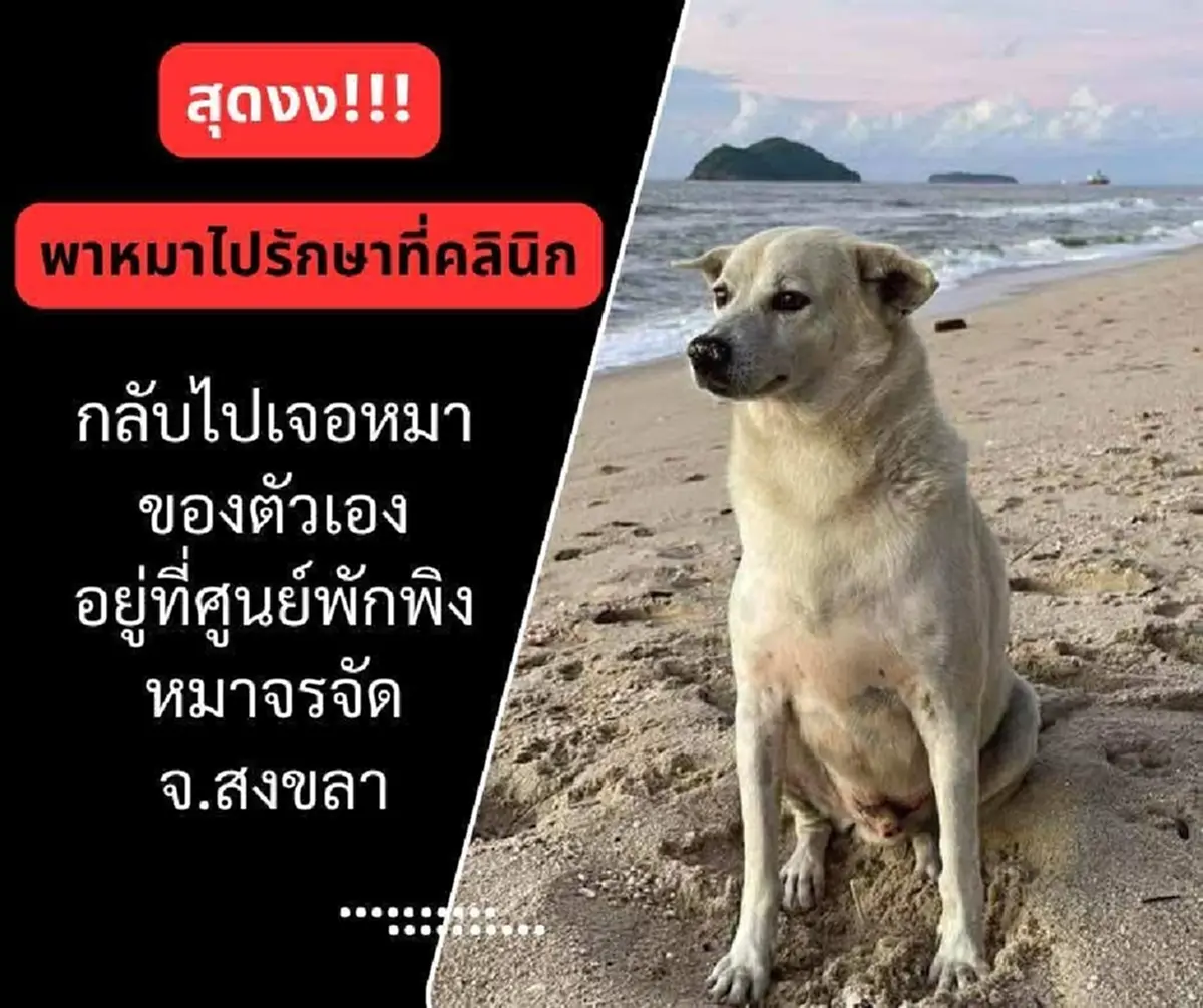 แฉสนั่น ส่งหมารักษามะเร็งคลินิกเอกชน สุดท้ายโผล่คอกพักพิงหมาจร