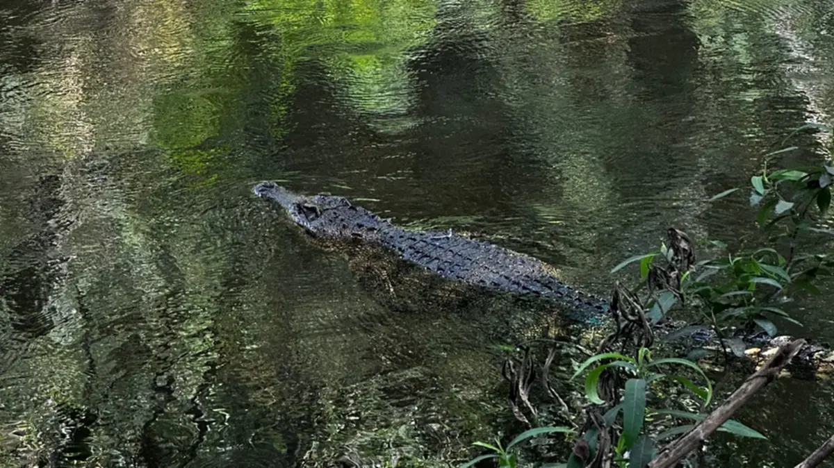 ปล่อย จระเข้น้ำจืดไทยแท้ คืนแก่งกระจาน DNA ชี้บริสุทธิ์ 100%