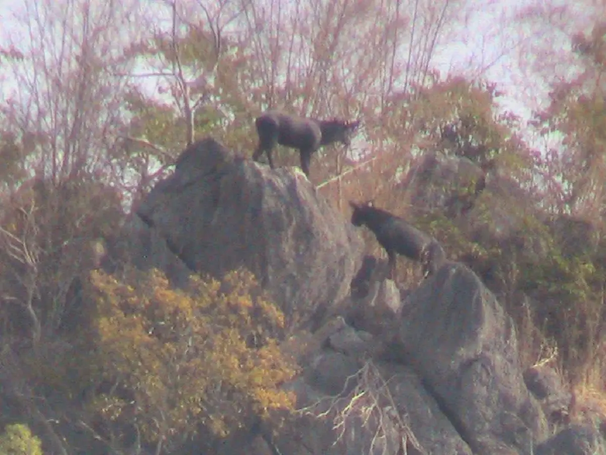 จิตอาสาขนน้ำ 3,000 ลิตร เติมแหล่งน้ำช่วยสัตว์ป่าเขาใหญ่