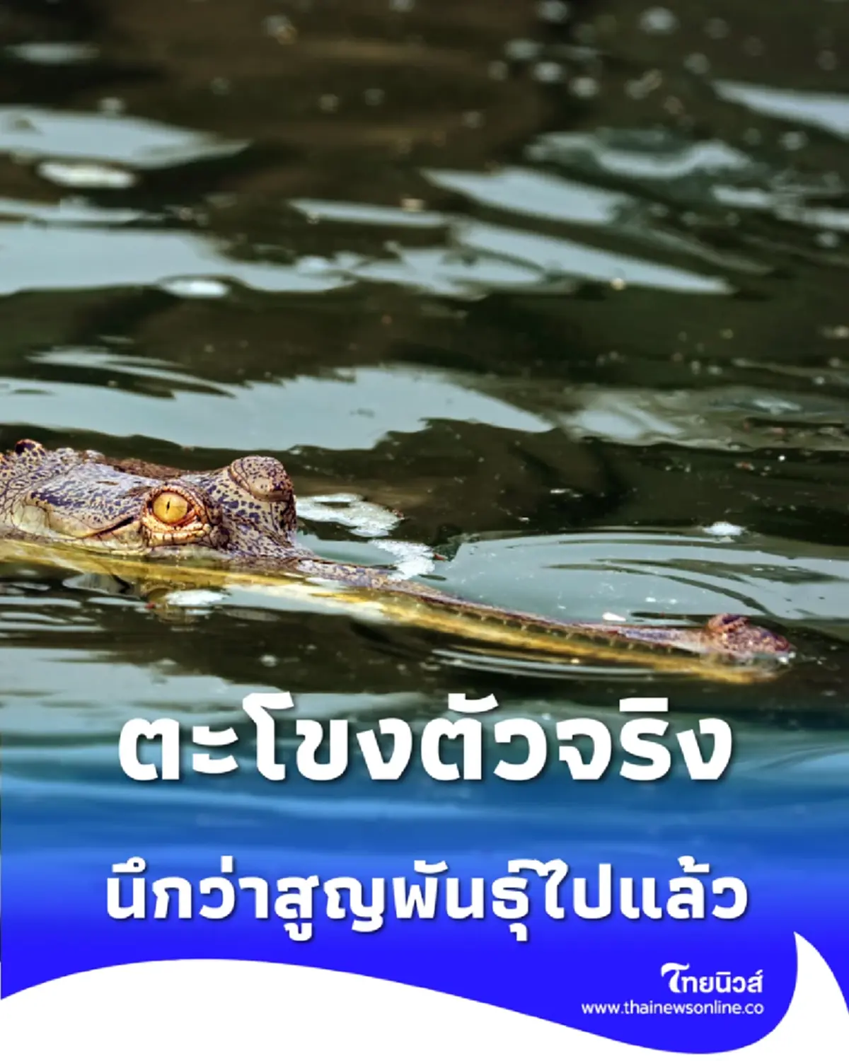 นาทีพบ ตะโขงตัวจริง กลางป่าตากใบ หลังเชื่อว่าสูญพันธุ์ไปแล้ว