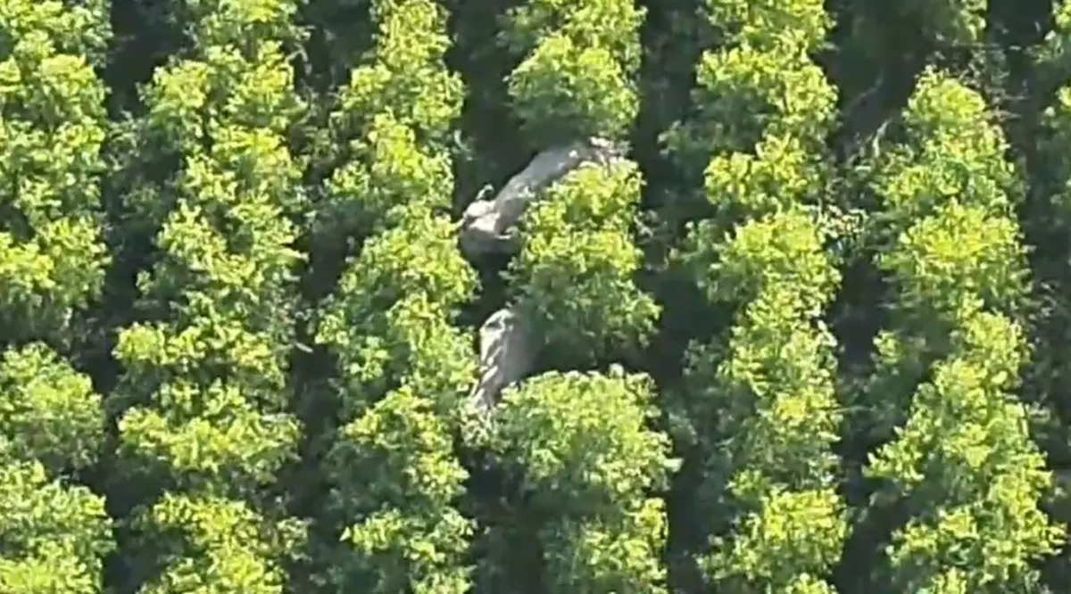 ทับลานเร่งแก้ปัญหาช้างป่าบุก พร้อมปิดท่องเที่ยวฟื้นฟูป่า