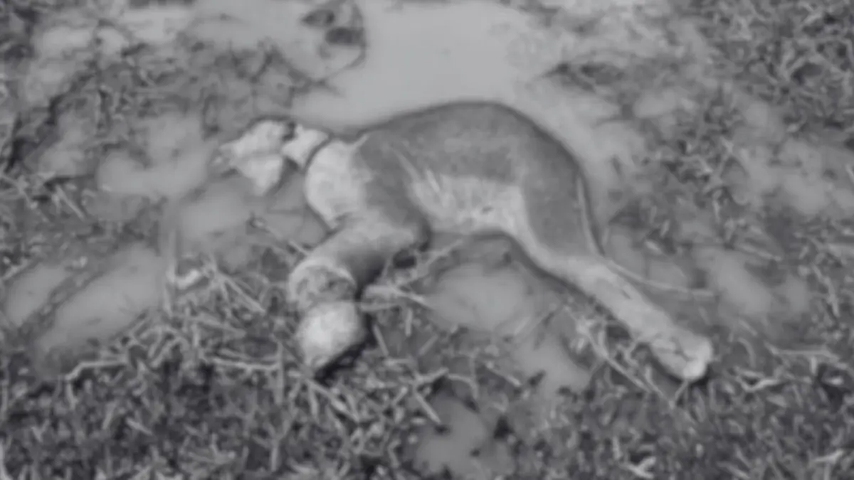 สลด! บ่วงมรณะคร่าชีวิตลูกช้างป่า วัยปีเศษกลางเขาอ่างฤาไน