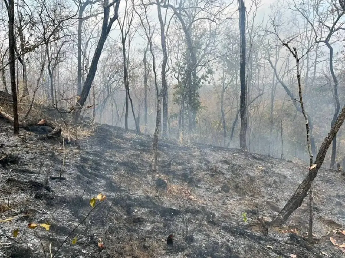 ชัยภูมิเร่งคุมไฟป่า หลังพบจำนวนฮอตสปอตพุ่งเกือบ 1,000 จุด
