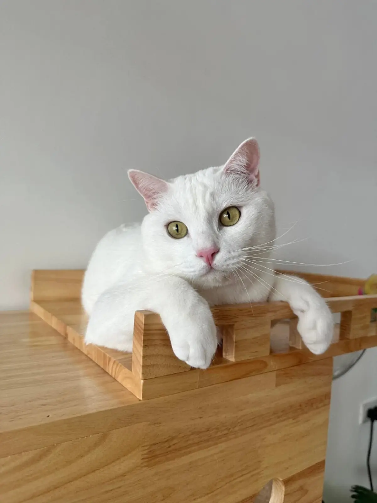 ใจสลาย ไข่ขาวลูกแมร๊ เจ้าเหมียวอินฟลูฯดัง กลับดาวแมวแล้ว