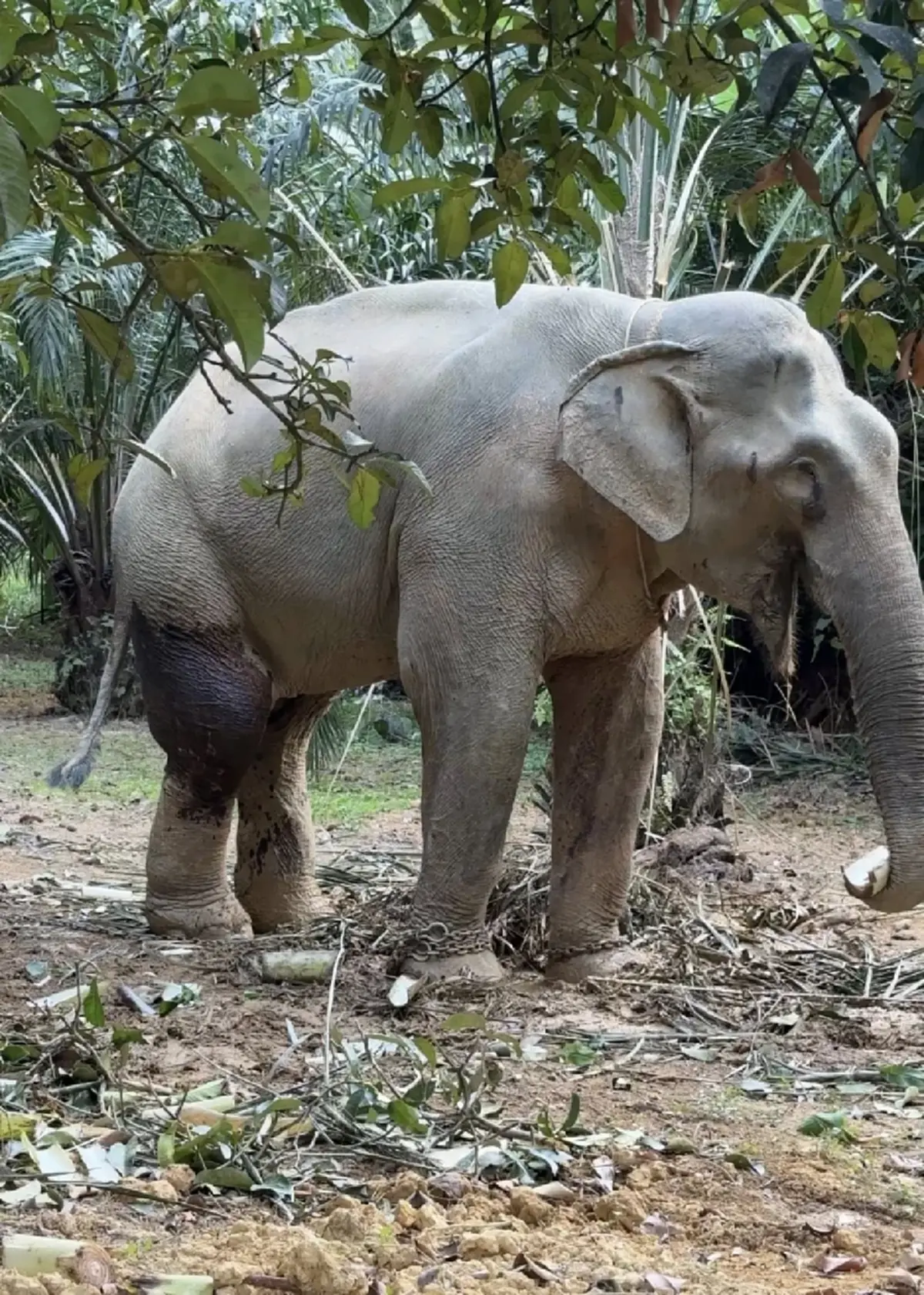 โรงพยาบาลช้างพังงา โพสต์แล้วเคส พลายเดี่ยว ช้างตกเขา