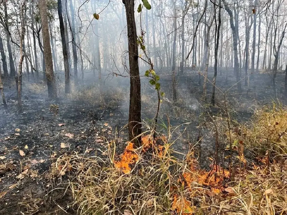 ชัยภูมิเร่งคุมไฟป่า หลังพบจำนวนฮอตสปอตพุ่งเกือบ 1,000 จุด