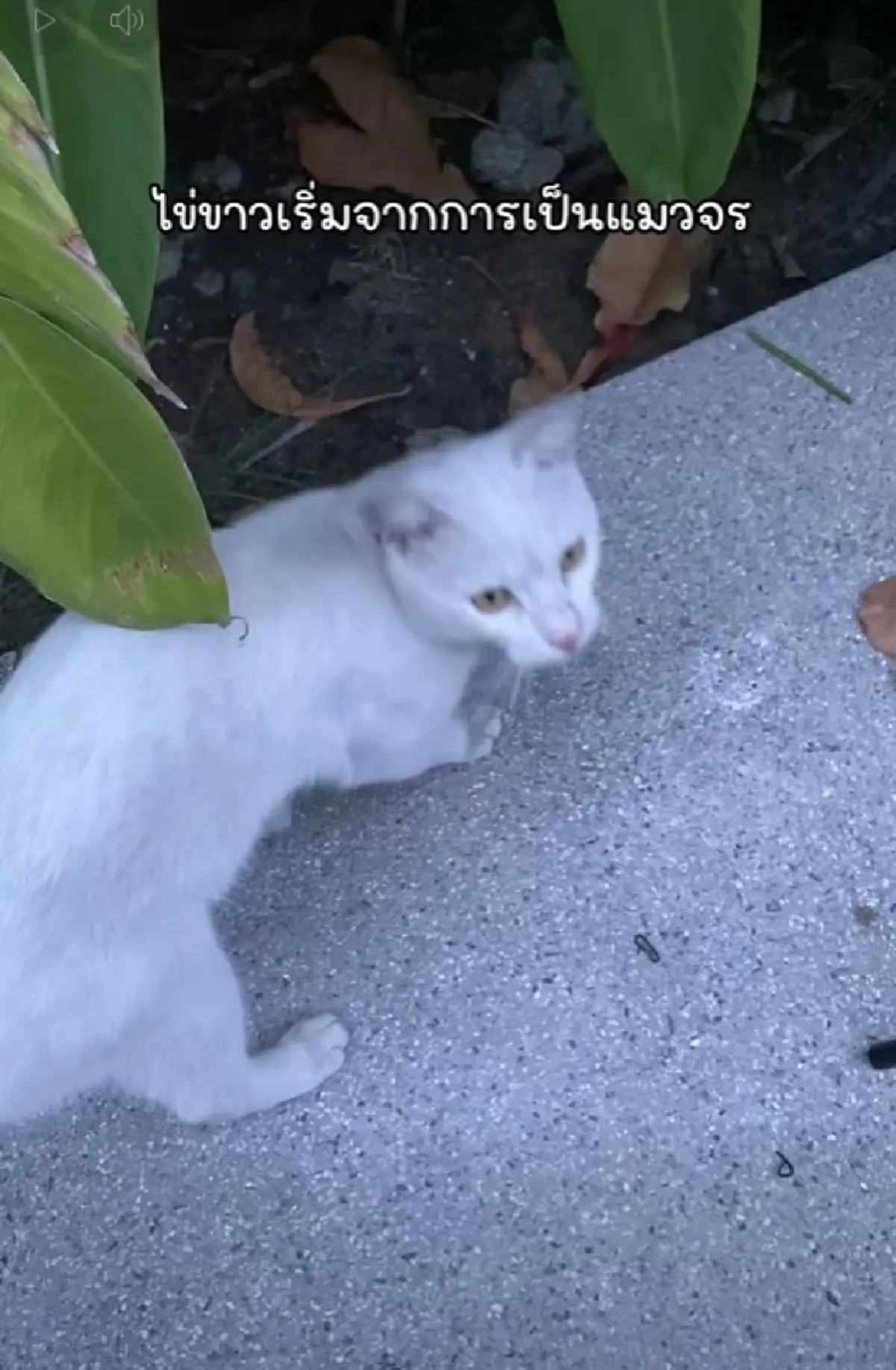 ย้อนเส้นทาง ไข่ขาวลูกแมร๊ แมวจรเปลี่ยนชีวิต ก่อนจากไปอย่างสงบ