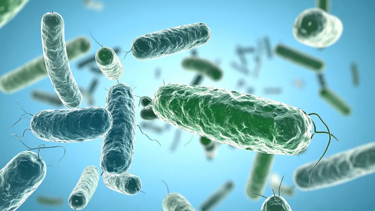 พบผู้เสียชีวิตจากฮันตาไวรัสครั้งแรกของปี 2026 สายพันธุ์จากหนูบ้าน