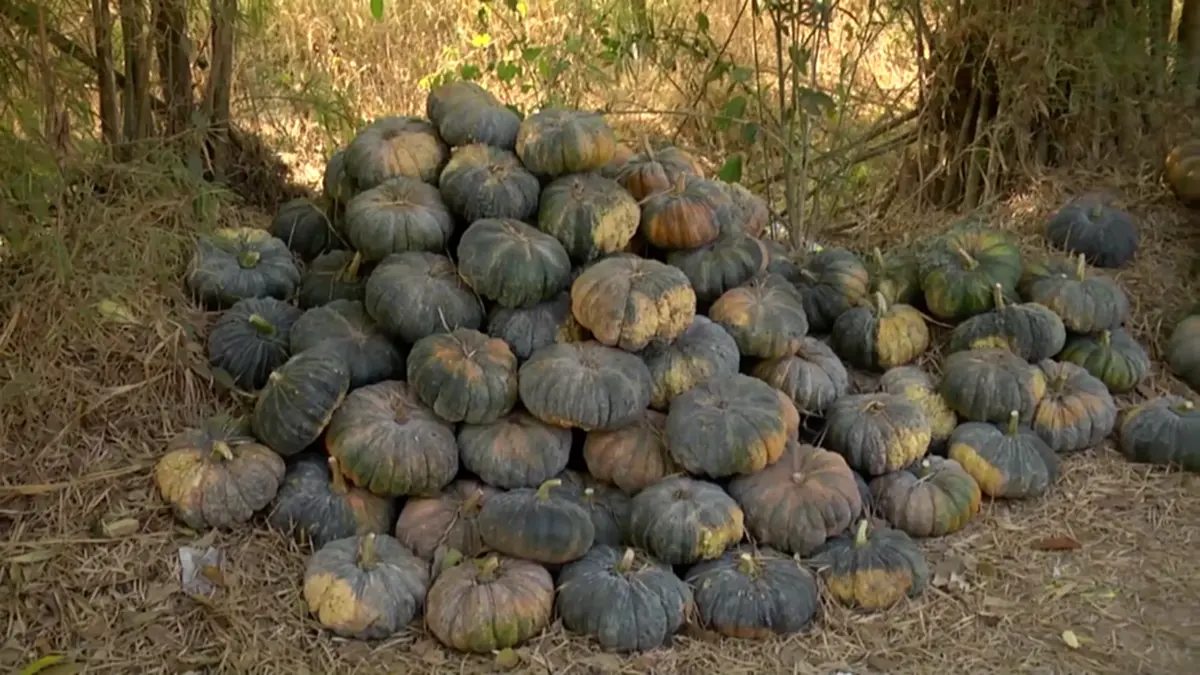 ฟักทองสกลนครราคาดิ่งหนัก เกษตรกรโอดหนัก วอนเร่งหาทางออก