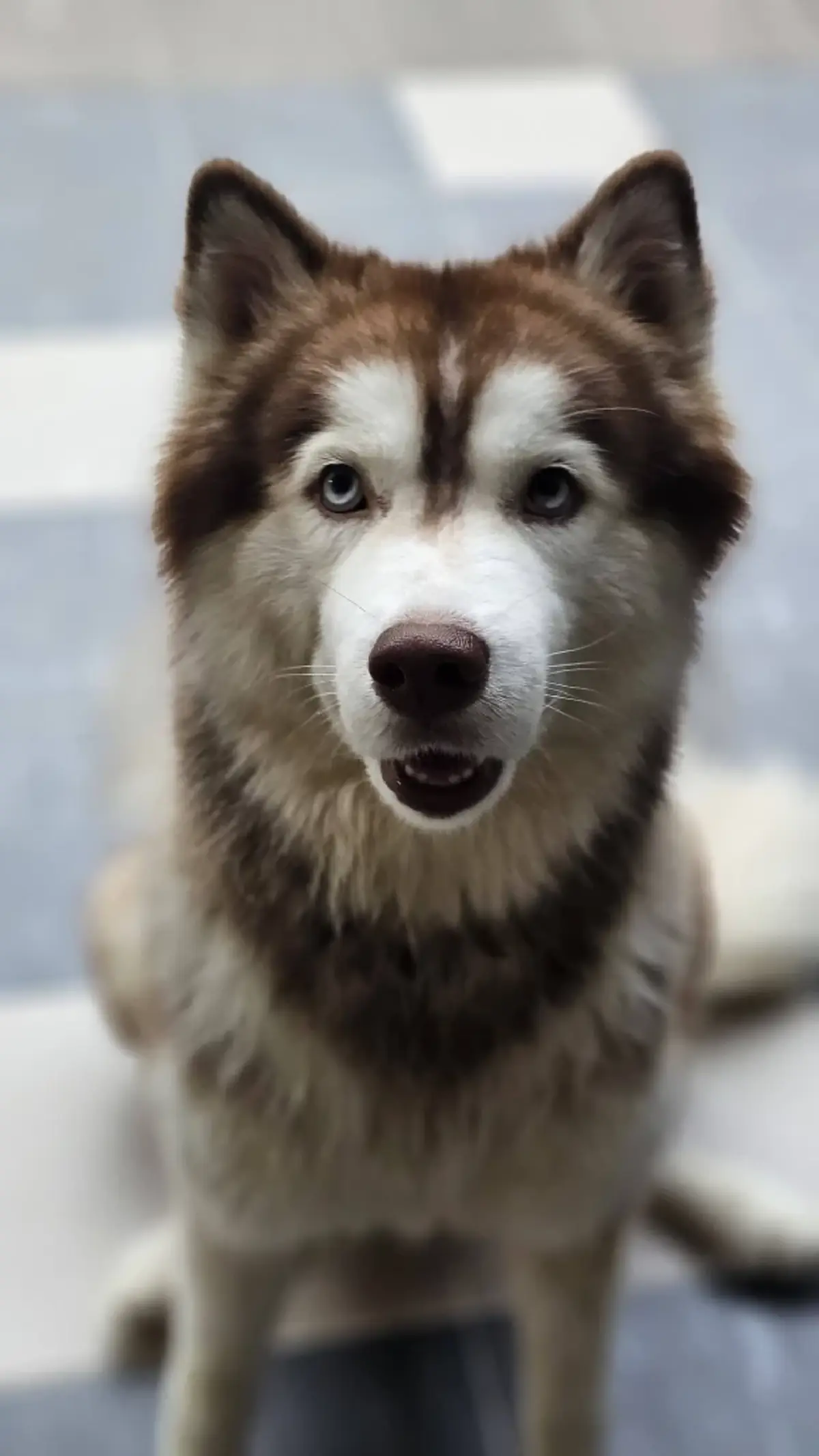 ถอดบทเรียน โจโก้-มอลลี 2 สุนัขไซบีเรียน ต้องพบจุดจบอันน่าเศร้า