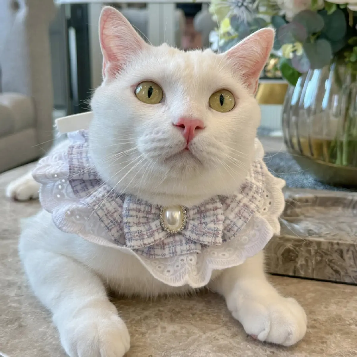 ยิ่งเศร้า เจ้าของพูดแล้วสาเหตุ ไข่ขาวลูกแมร๊ กลับดาวแมว