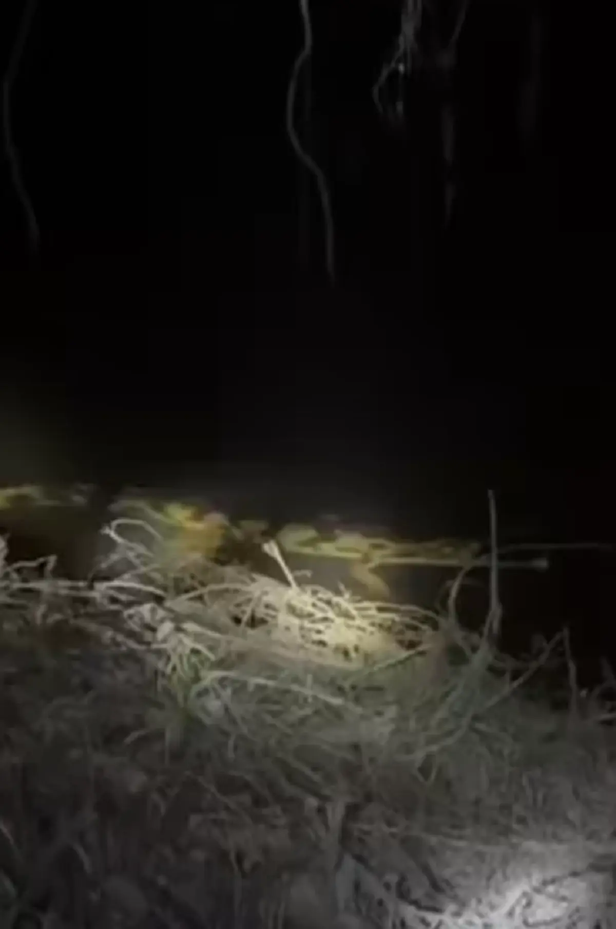 ฮือฮา มันยังไม่สูญพันธุ์ พบ ตะโขง ธรรมชาติครั้งแรกในไทย ภาพชัด