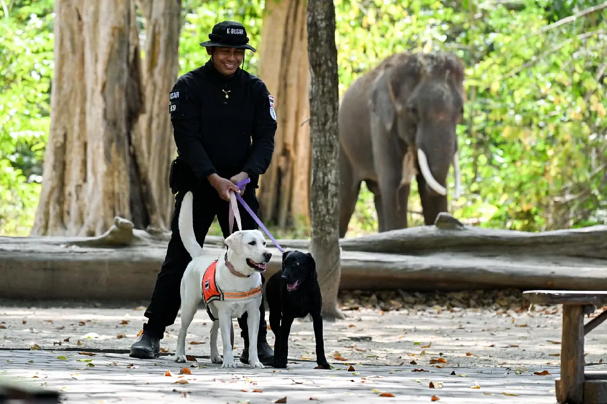 ดร.อลงกต จี้ปฏิรูปโครงสร้างรัฐ แก้วิกฤตคน–ช้างป่าทั้งระบบ