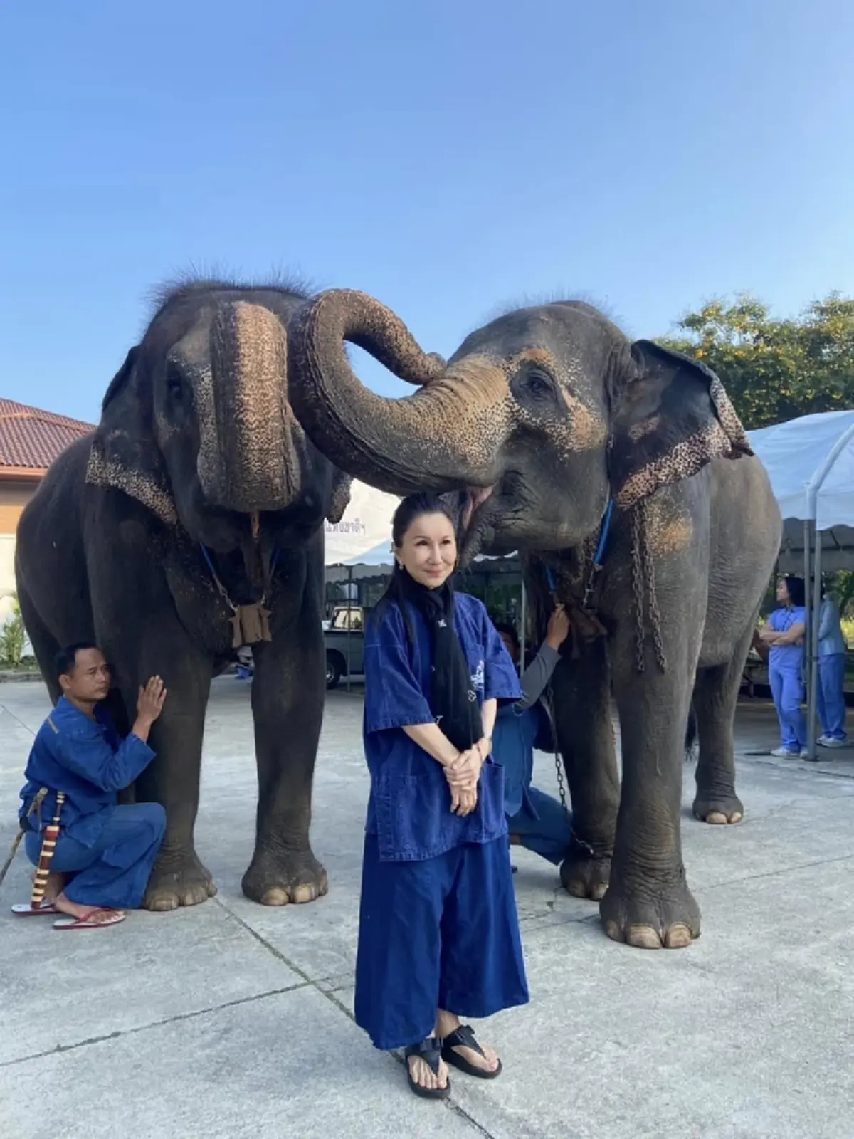 "หนูนา" เดือด คาใจ 4 จุดพิรุธ ภารกิจย้ายช้าง ทำไม "หูพับ" ไม่รอด