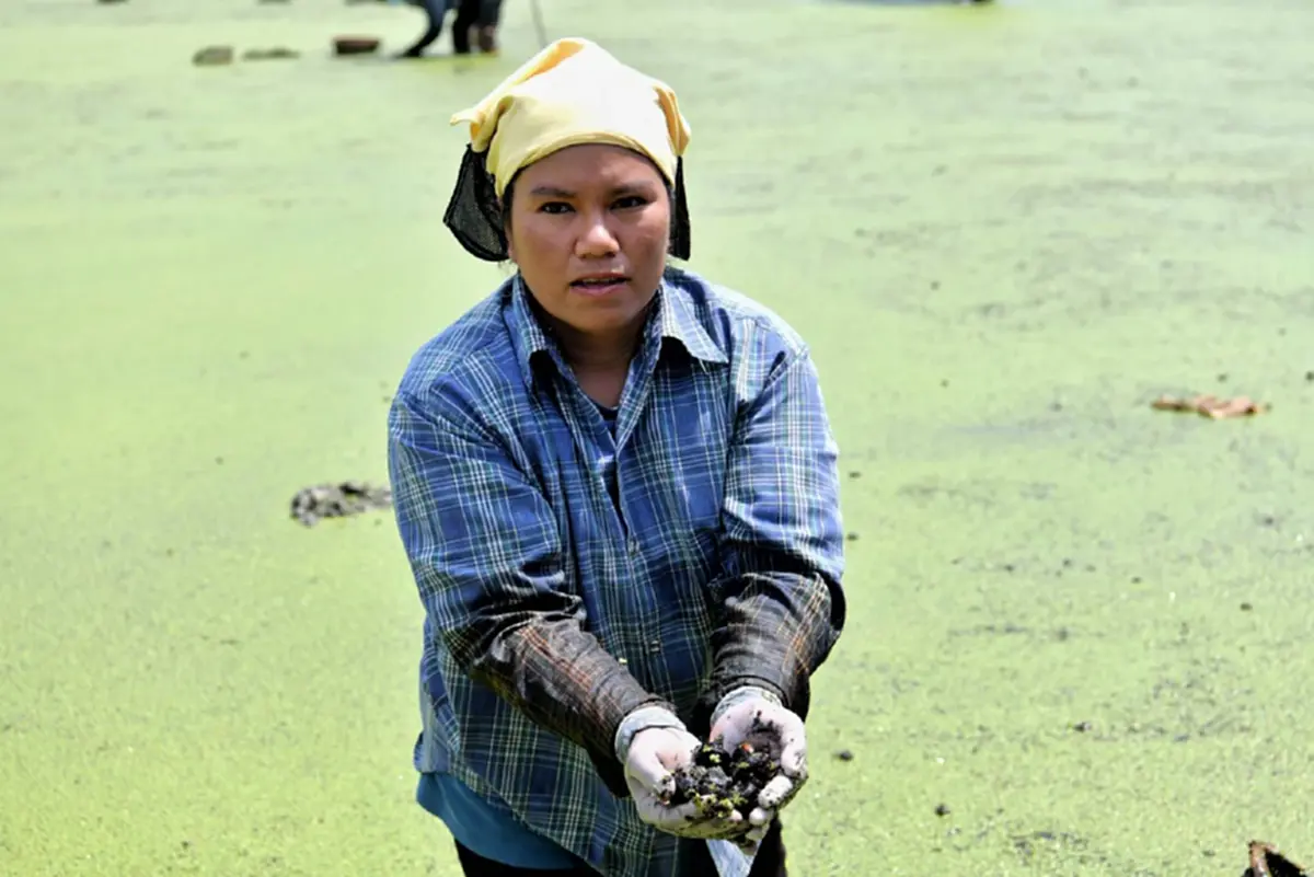 GI "แห้วสุพรรณ" กรมทรัพย์สินทางปัญญา ชูศักยภาพต่อยอดเพิ่มมูลค่า บุกตลาดอาหารสุขภาพ