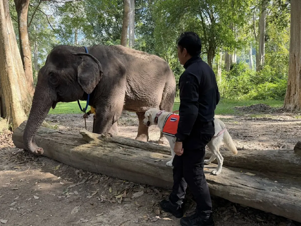 ดร.อลงกต จี้ปฏิรูปโครงสร้างรัฐ แก้วิกฤตคน–ช้างป่าทั้งระบบ