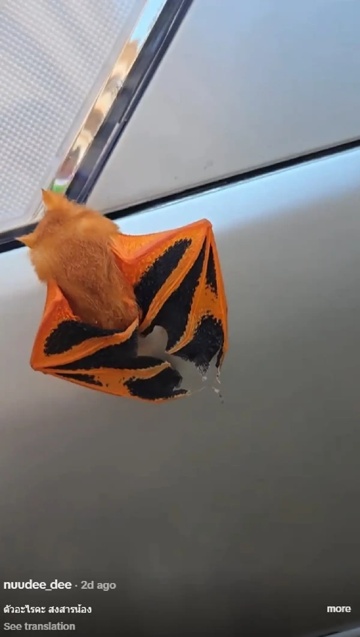 ส่องทะเบียนรถ สาวตกใจคิดว่าใบไม้ ดูใกล้ๆ เป็นสัตว์ใกล้สูญพันธุ์