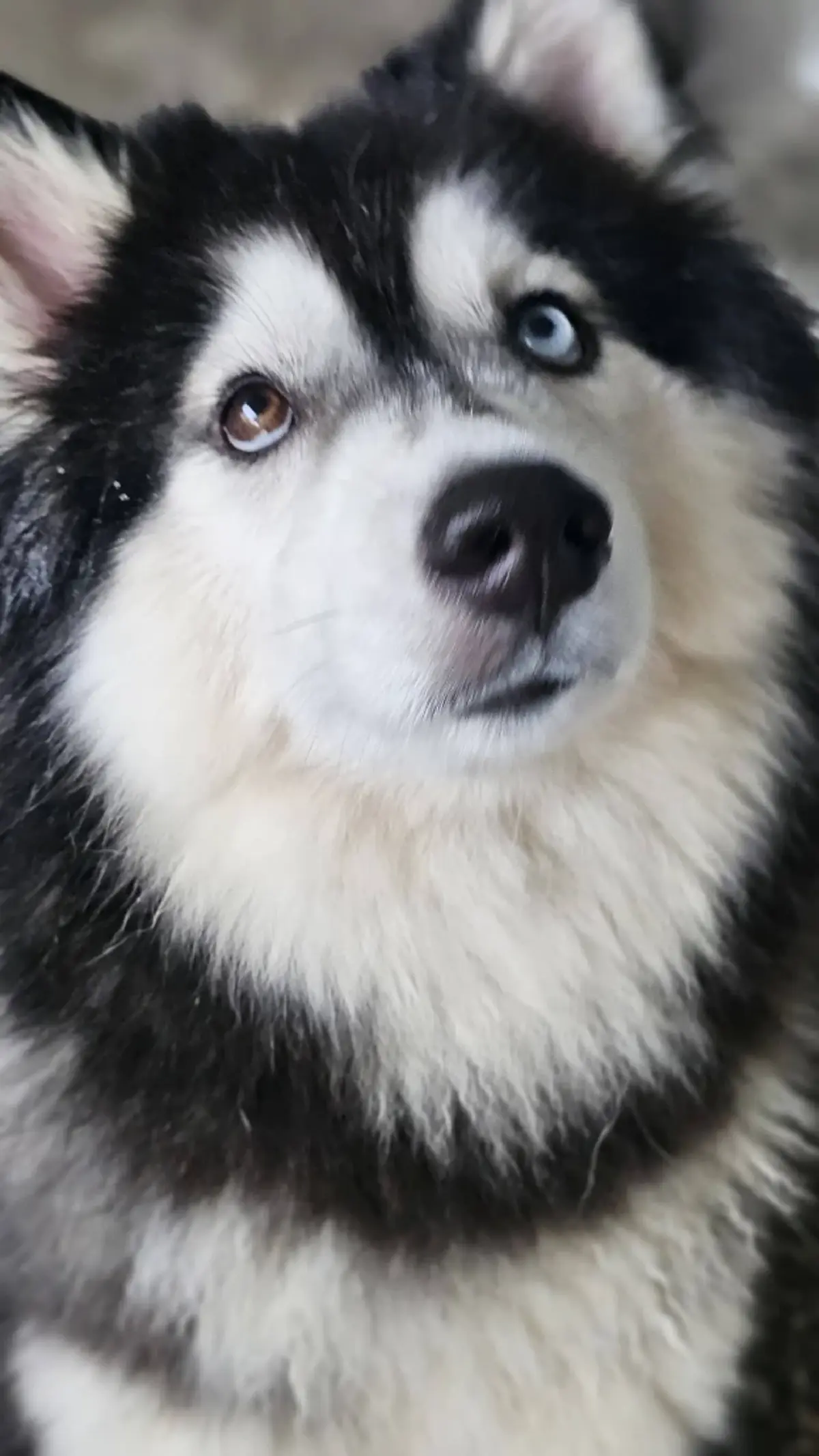 เจ้าของเก่า "มอลลี่" หัวใจสลาย เศร้าข่าวร้าย สุดห่วงคู่หูตรอมใจ