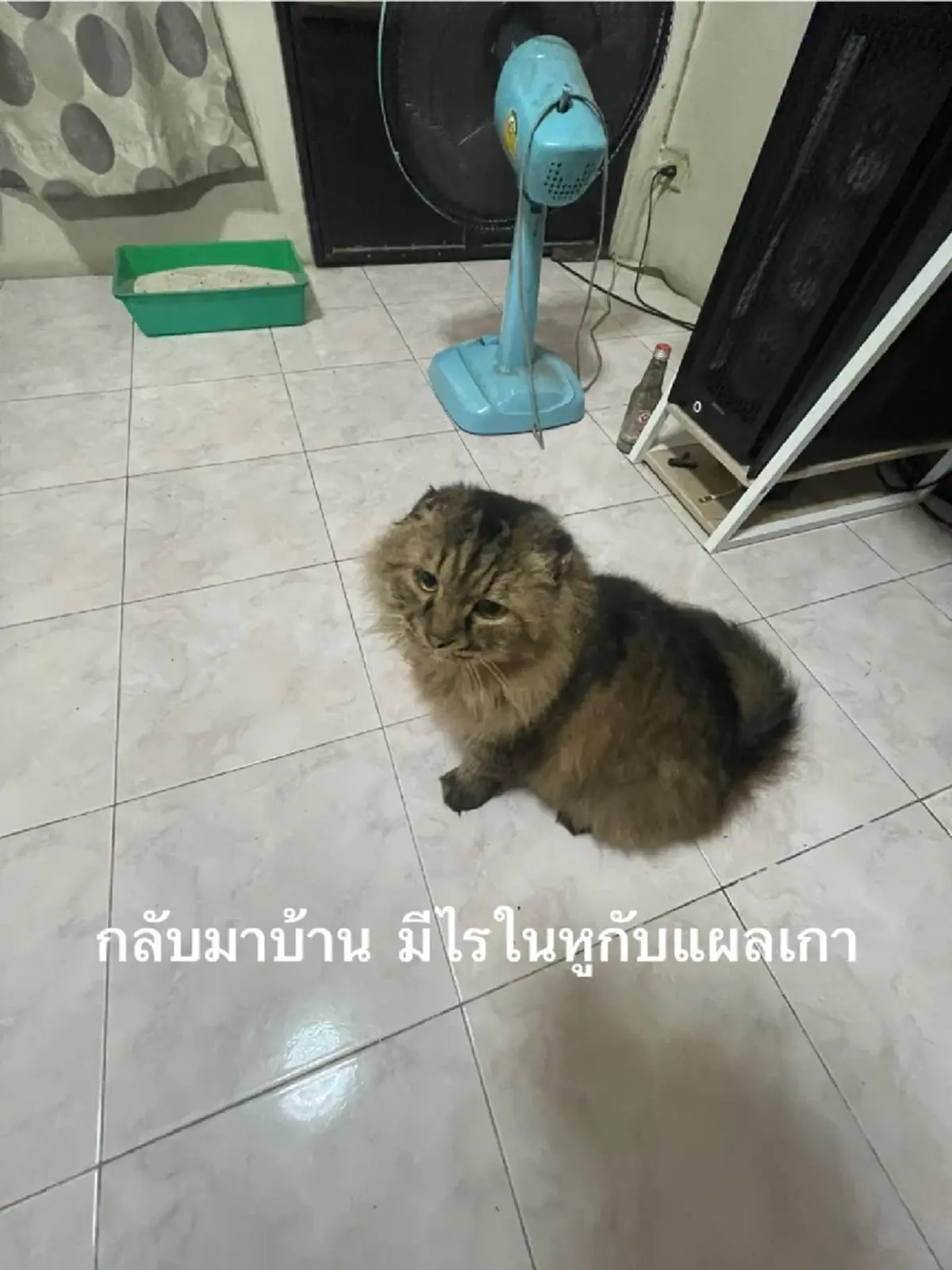 ปาฏิหาริย์ แมวหาย 3 ปี อยู่ ๆ กลับบ้าน เห็นสภาพ ยิ่งน่าเหลือเชื่อ 