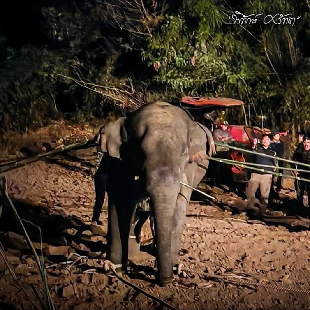 ชัยวัฒน์ เปิดปมศาลปกครอง ถามกรมอุทยานฯ ตรงๆ หลังสูญเสียสีดอหูพับ