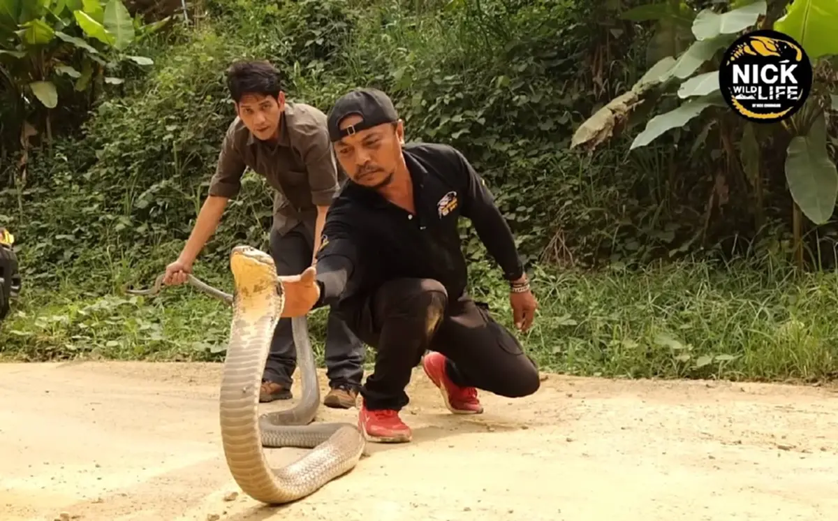 "นิค อสรพิษวิทยา" วอนน้ำใจช่วย "พี่ดม" จิตอาสาจับงูป่วยหนัก