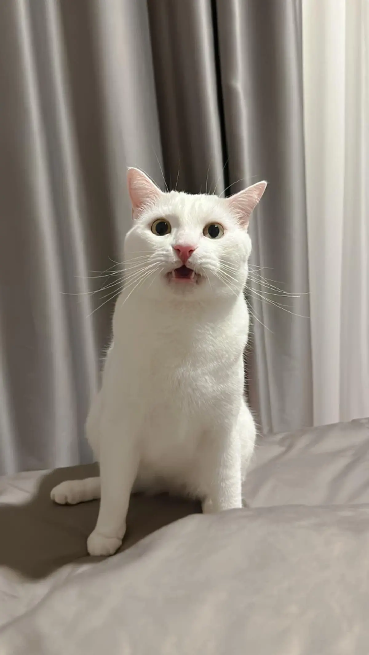 คลิปนาทีสูญเสีย ไข่ขาวลูกแมร๊ ใจสลาย อยากให้เป็นแค่ฝัน