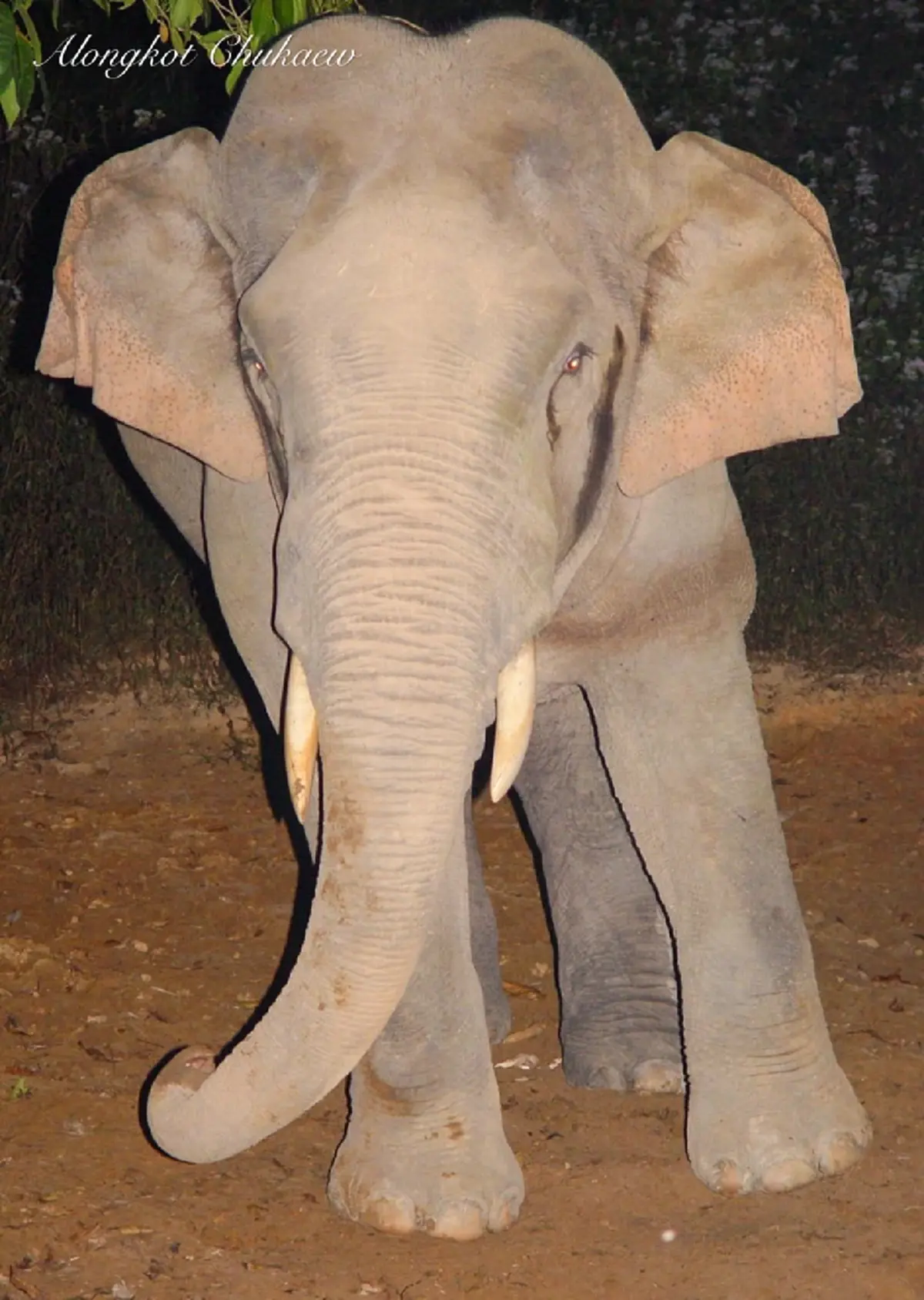 (ภาพประกอบ : เป็นช้างพลายตกมันในป่า) 