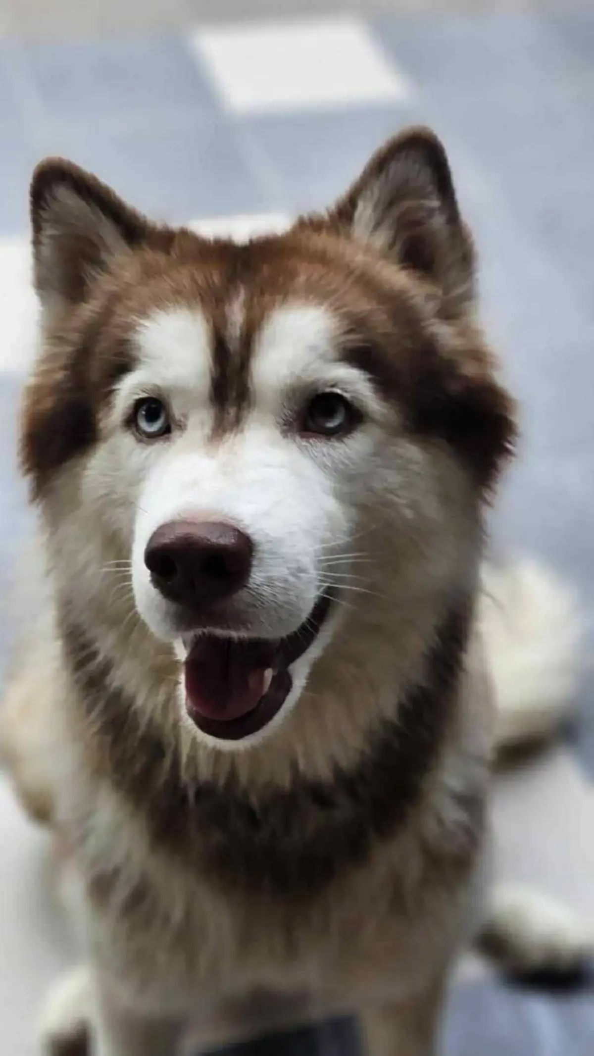 ถอดบทเรียน โจโก้-มอลลี 2 สุนัขไซบีเรียน ต้องพบจุดจบอันน่าเศร้า