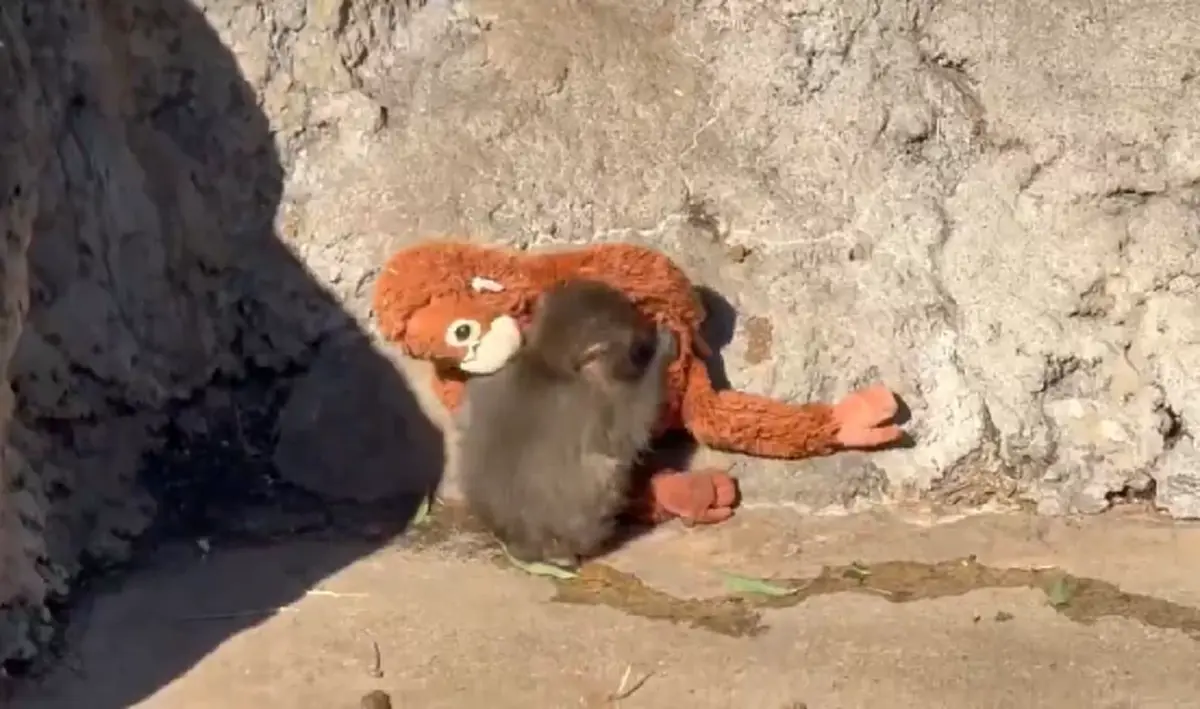 เปิดความจริง สาเหตุ "พันช์คุง" ถูกลิงโตเต็มวัยลากไปกับพื้น