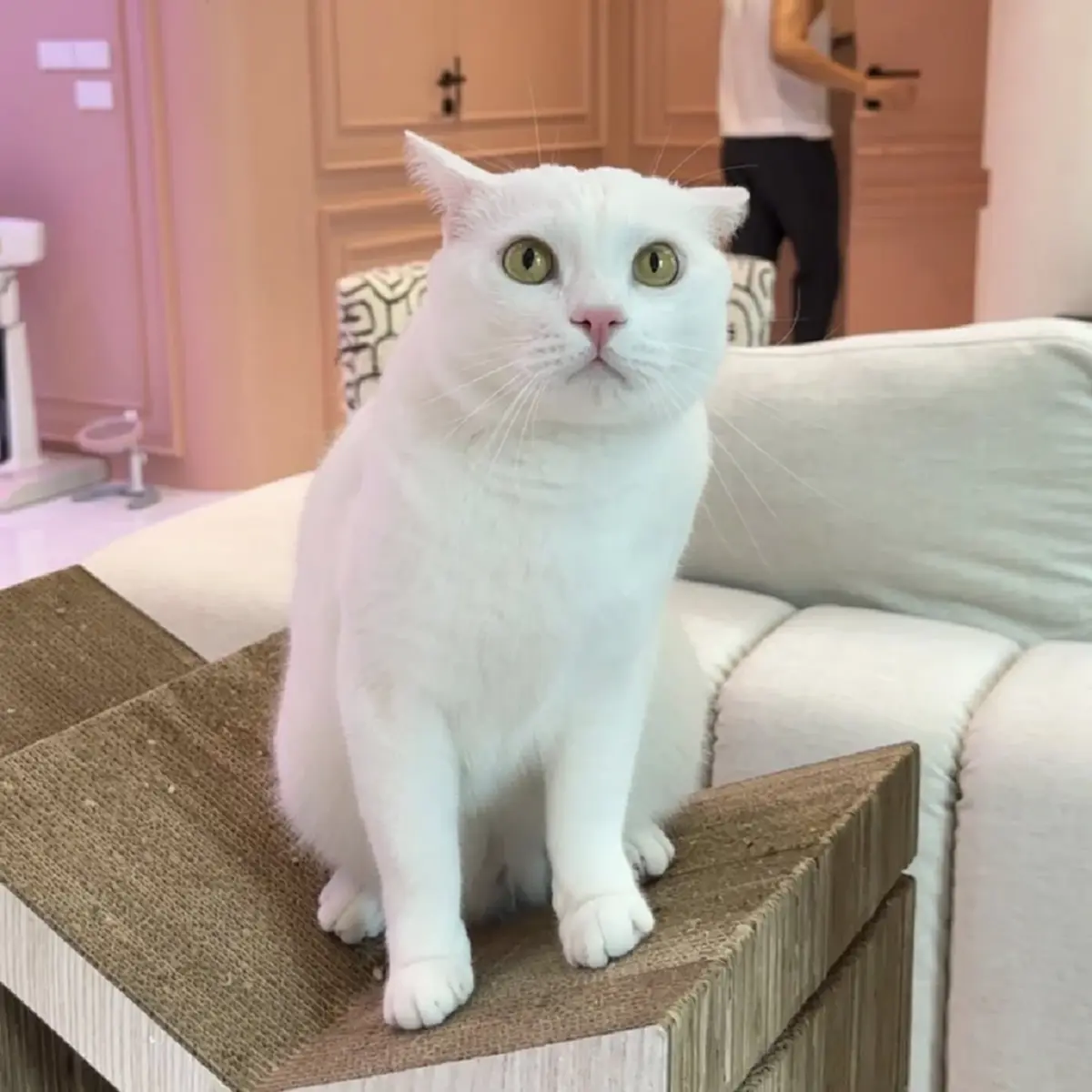 คลิปนาทีสูญเสีย ไข่ขาวลูกแมร๊ ใจสลาย อยากให้เป็นแค่ฝัน