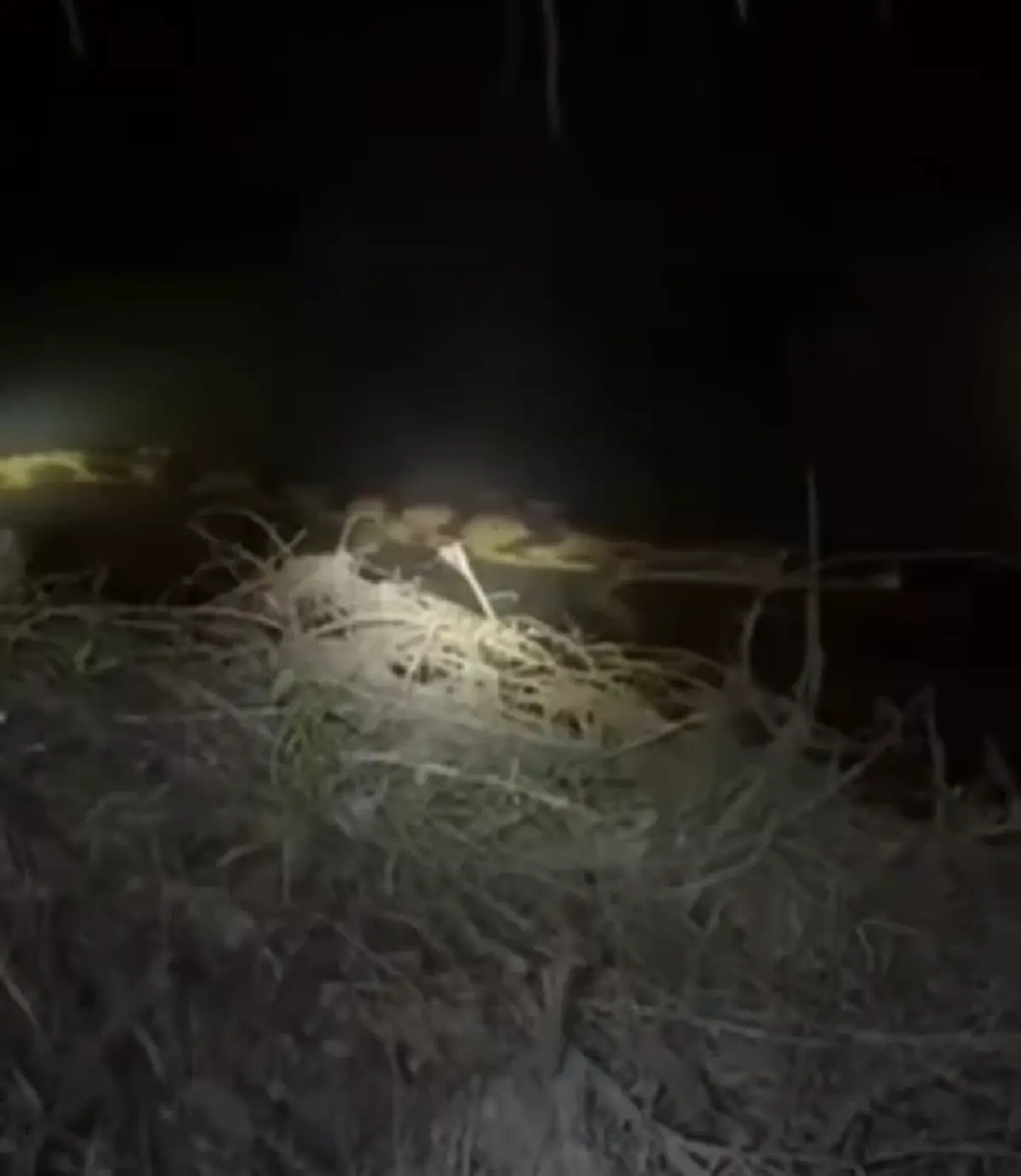 ฮือฮา พบสัตว์หายาก ในธรรมชาติครั้งแรกในไทย หลังเชื่อว่าสูญพันธุ์