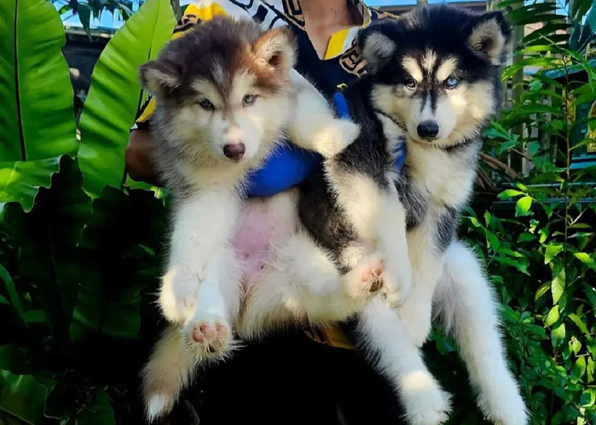 รู้แล้วจากนี้ เบ็ตซี่ คู่หู มอลลี่ จะได้ไปอยู่ที่ไหนต่อ